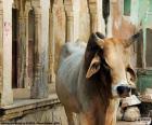 Священная корова, Индия